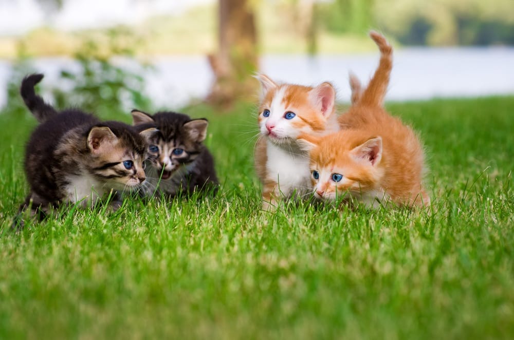 Four adorable kittens, including two orange and two tabby, play and explore on a grassy lawn with trees and a lake in the background – Park La Brea Veterinary Care